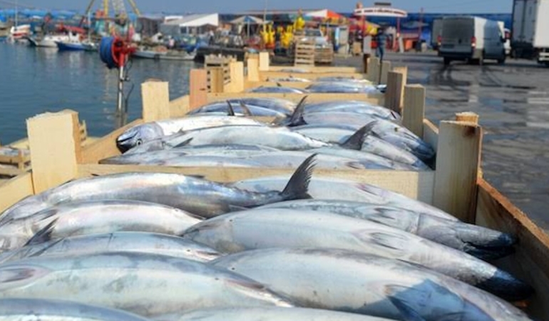 Tekirdağ'da palamut bereketi yaşanıyor: Tanesi 100 ile 150 liradan satılıyor